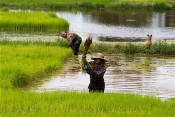 *!<=*ParamsSpilitItems*=>*!Day 2*!<=*ParamsSpilitItems*=>*!Phnom Penh- Chlong - Kratie*!<=*ParamsSpilitItems*=>*!
