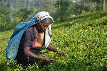 *!<=*ParamsSpilitItems*=>*!Day 6*!<=*ParamsSpilitItems*=>*!Nuwara Eliya / Bentota*!<=*ParamsSpilitItems*=>*!