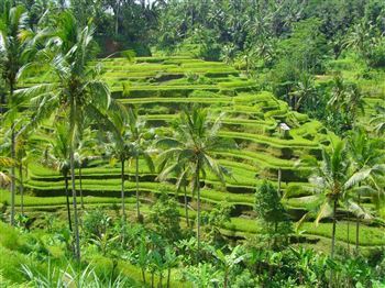 *!<=*ParamsSpilitItems*=>*!Day 1*!<=*ParamsSpilitItems*=>*!DENPASAR – BANYUWANGI – IJEN RESORT*!<=*ParamsSpilitItems*=>*!