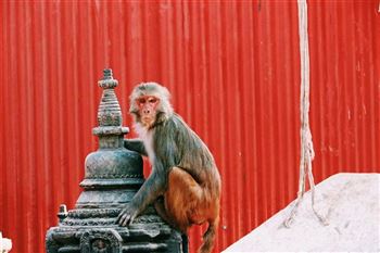 *!<=*ParamsSpilitItems*=>*!Day 4*!<=*ParamsSpilitItems*=>*!Kathmandu – Swayambunath –  Kathmandu*!<=*ParamsSpilitItems*=>*!